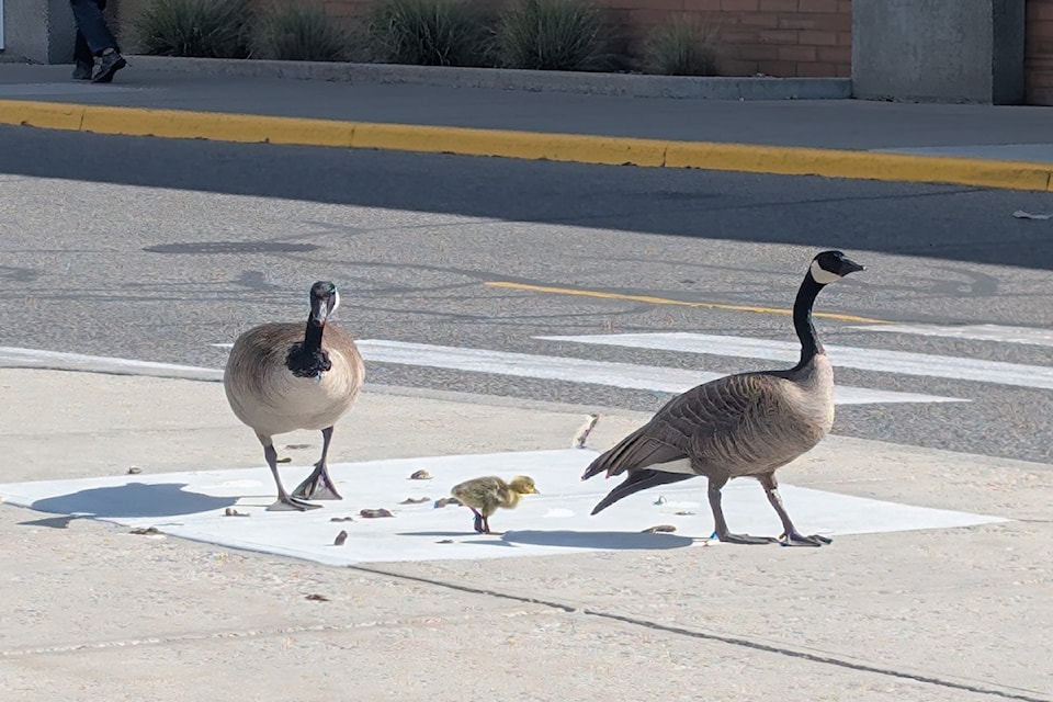 Geese attempt to waddle through parking lot. 