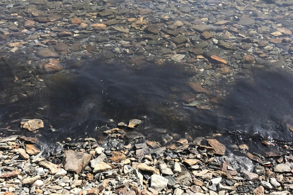 21233717_web1_200415-saa-algae-bloom-in-shuswap-lake