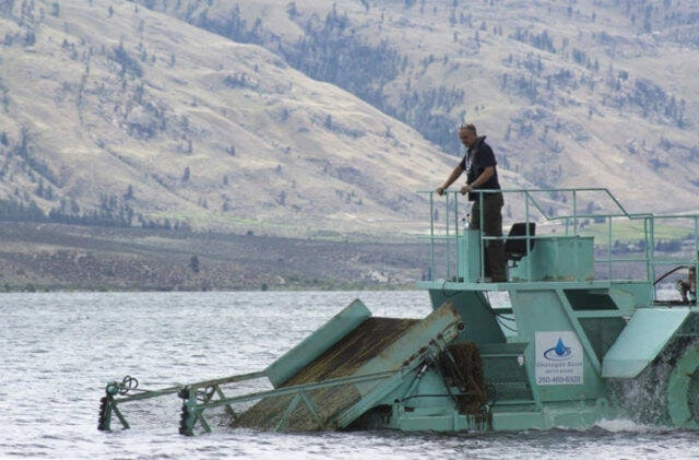Milfoil infestation continues to plague the Okanagan Valley watershed. 