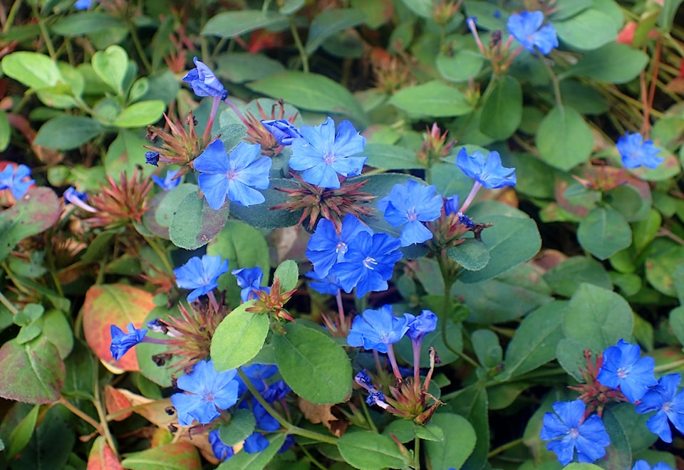 gardening-4