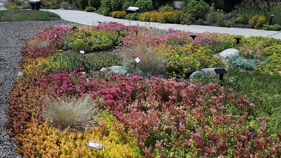 gardening-pic-aug-1