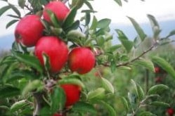 22207kelowna31Minimumwageapples