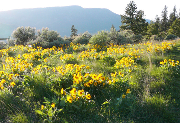 25299kelowna15Steele1crop