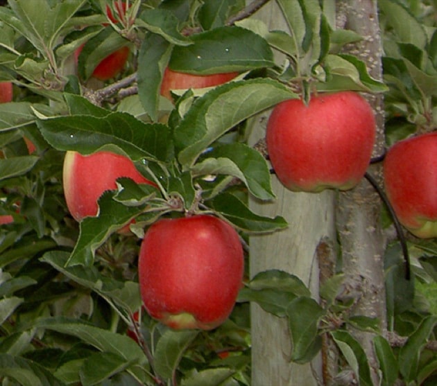 50630kelownafruitapplesontreecopy