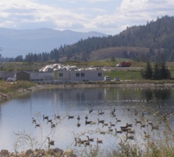 92960kelowna07glenmorelandfill_pond