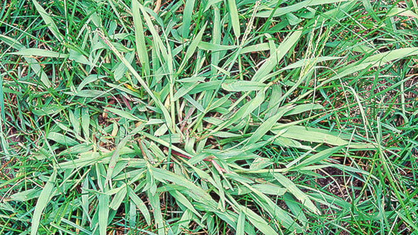 99352kelownax23-burnett-crabgrass-1100