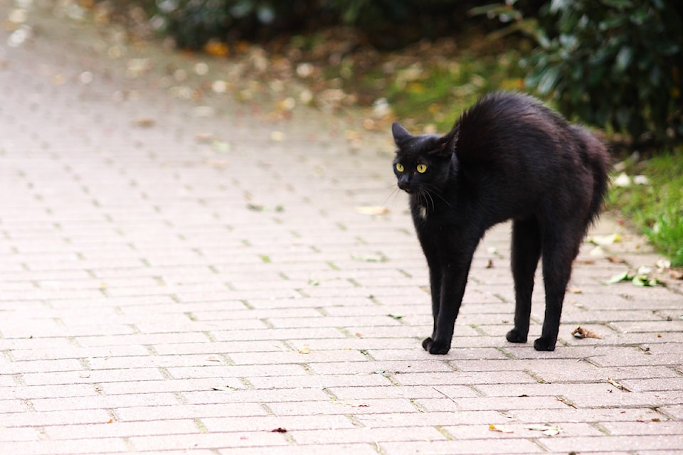 web1_170117-BPD-black-cat_3