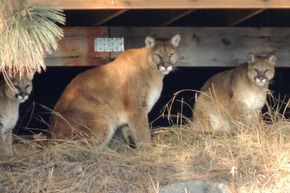 web1_170117-BPD-cougars