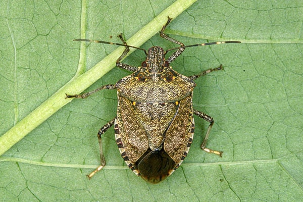 21252kelownaadult-female-stinkbug