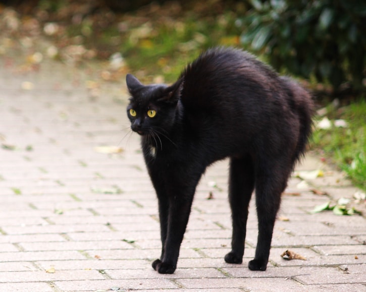 870kelownablackcat