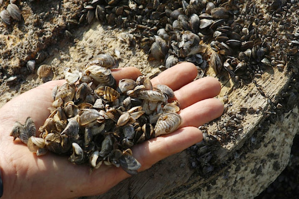 web1_170222-KCN-zebra-mussels