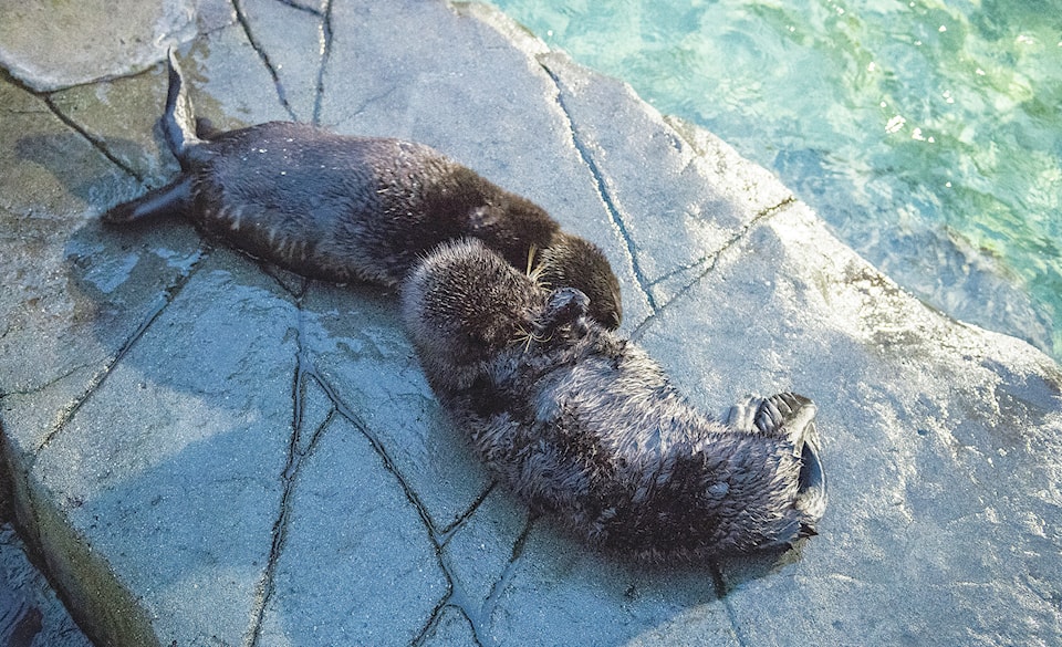 web1_Sea-otters-2