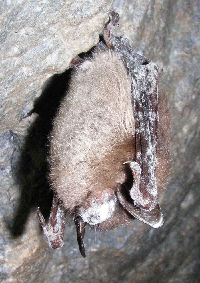 28056vernona-littlebrownbat