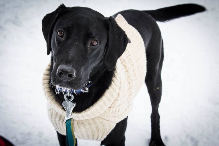 65761winfield170208-BPD-BUCK-THE-DOGcopy