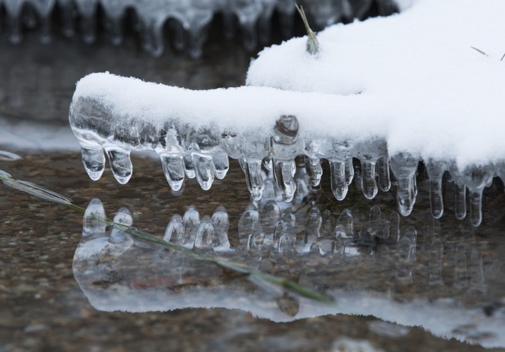 87992BCLN2007Ice_Alligator_RK_SM_RGB-1