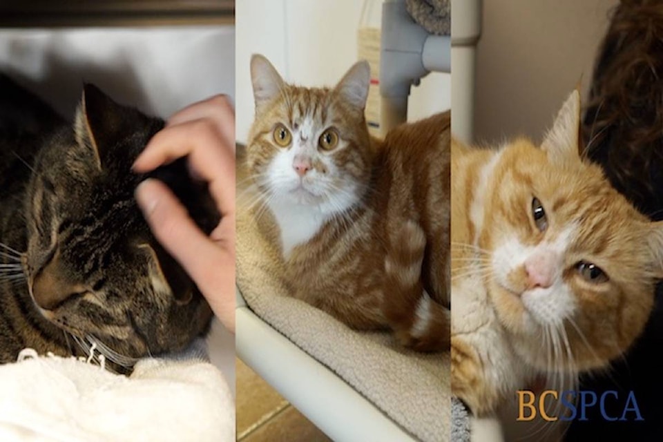 web1_170303-BPD-Furever-cats