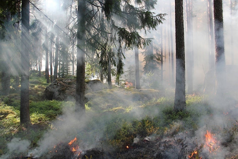 web1_170306-KCN-FOREST-BURNING_2