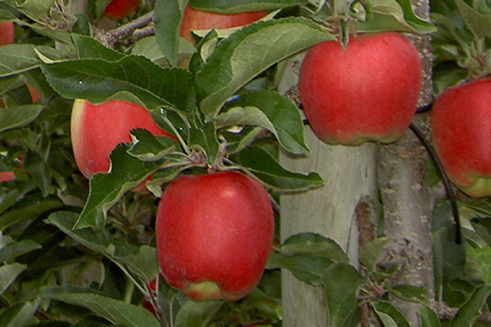 web1_170308-KCN-apples-on-tree