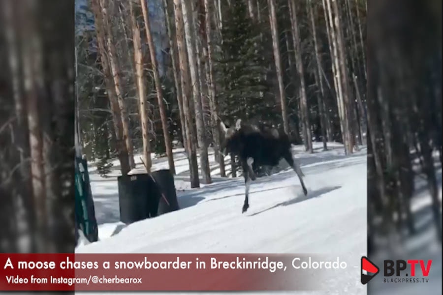 web1_170313-BPD-MOOSE-ON-LOOSE
