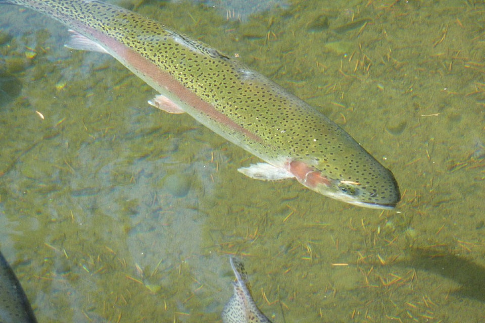 web1_170315_WIN_rainbow-trout