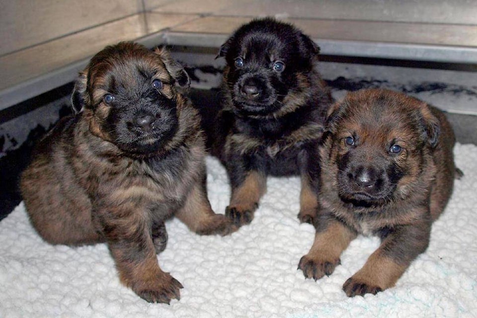 web1_170316-BPD-RCMP-puppies