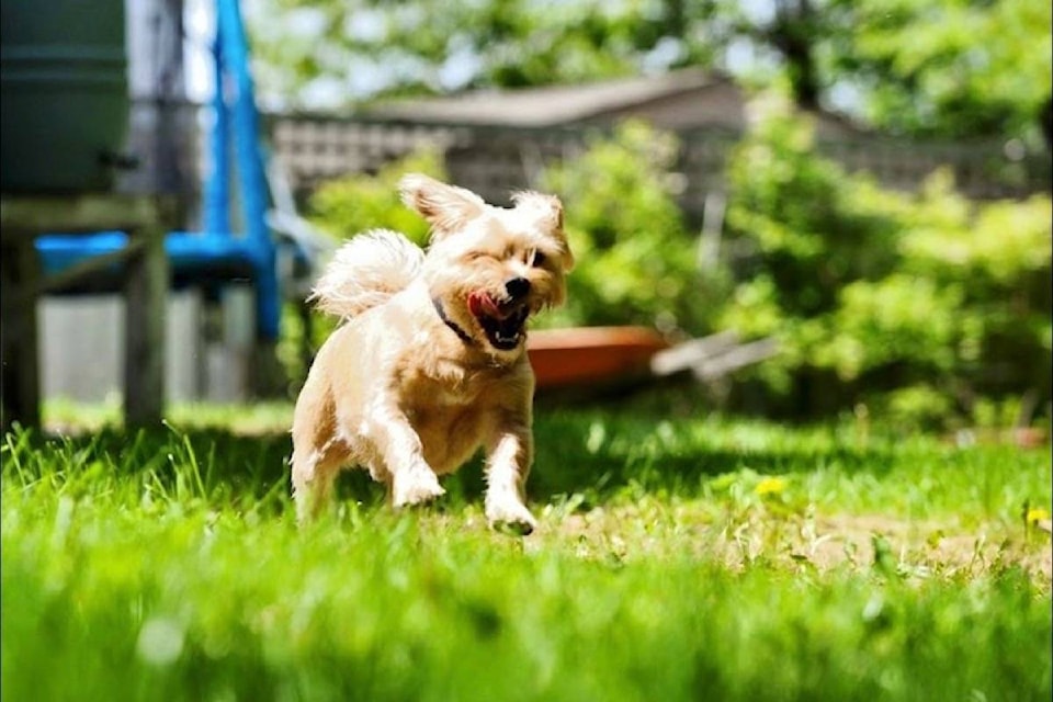 web1_170323-BPD-M-Ashley-puppy