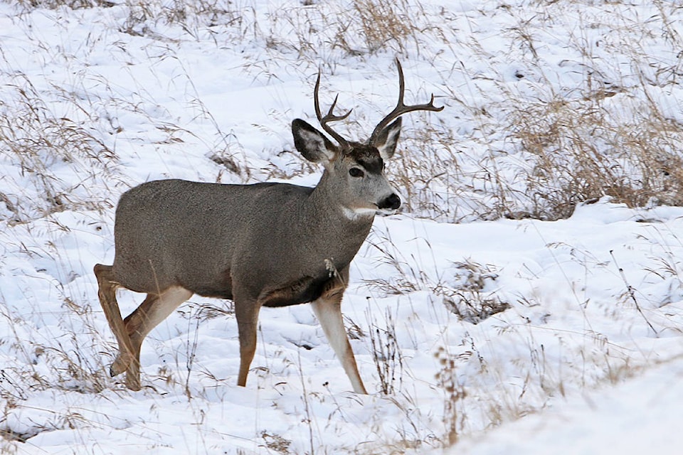 web1_170412-KCN-letter-deer-cull_1