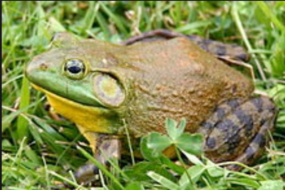 web1_170413-KCN-M-american-bullfrog