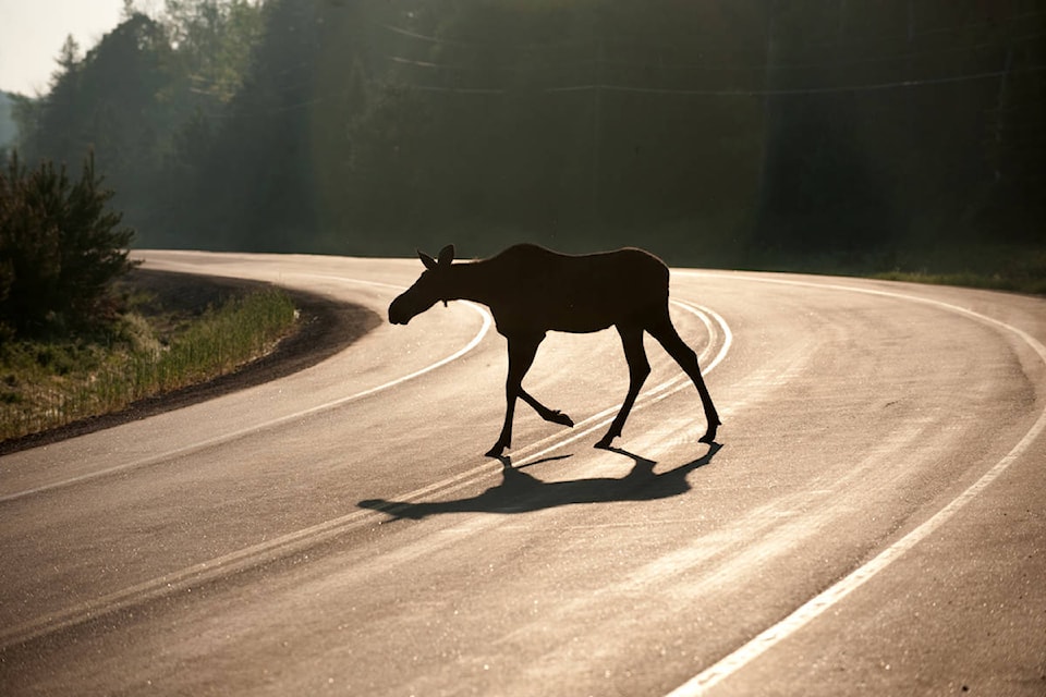 web1_170425-BPD-hergott-roadkill