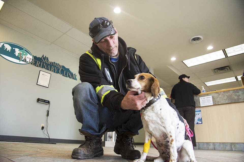 web1_20170404-SAA-pregnant-Beagle-JE-0006