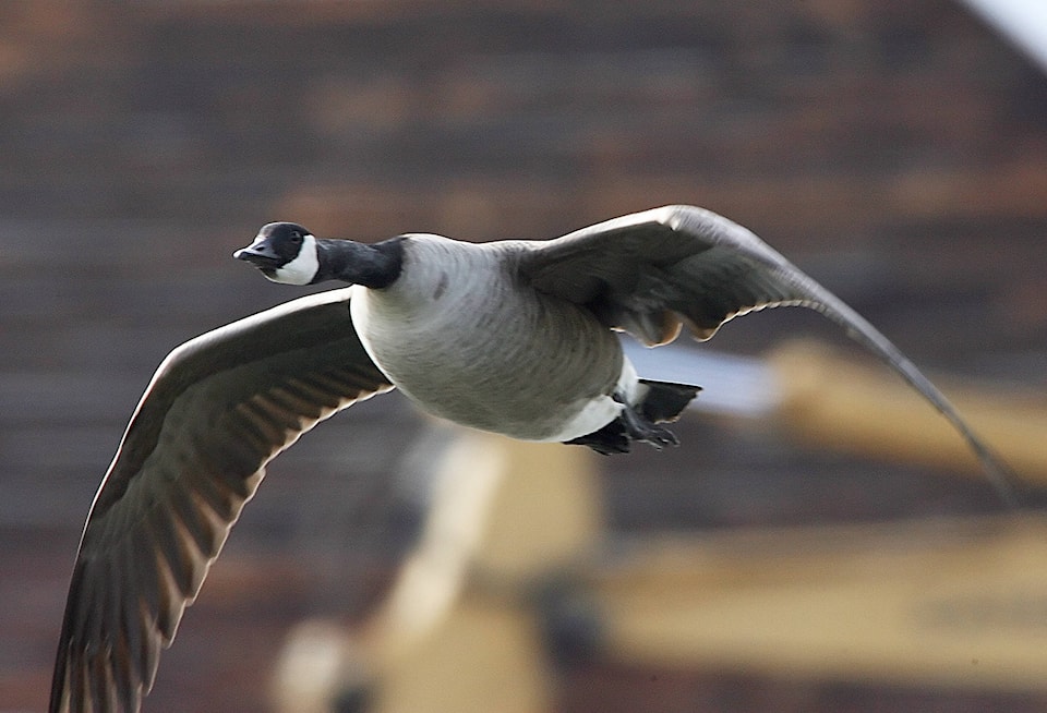 web1_Canada-geese