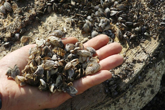 web1_170322-PWN-zebra-mussels-T