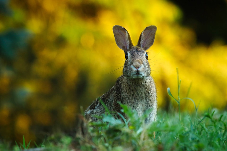 web1_170428-KCN-letter-rabbits_1