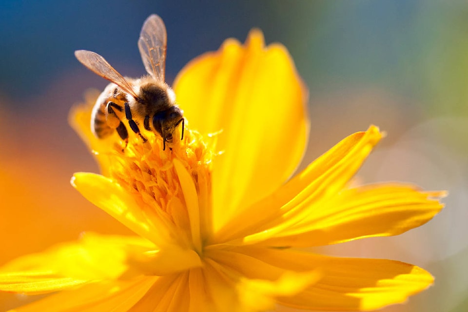 web1_170502-BPD-hergott-bee