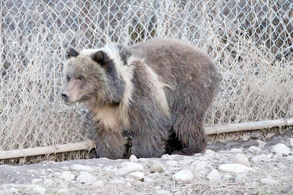 web1_170509-WLT-M-Grizzlybear