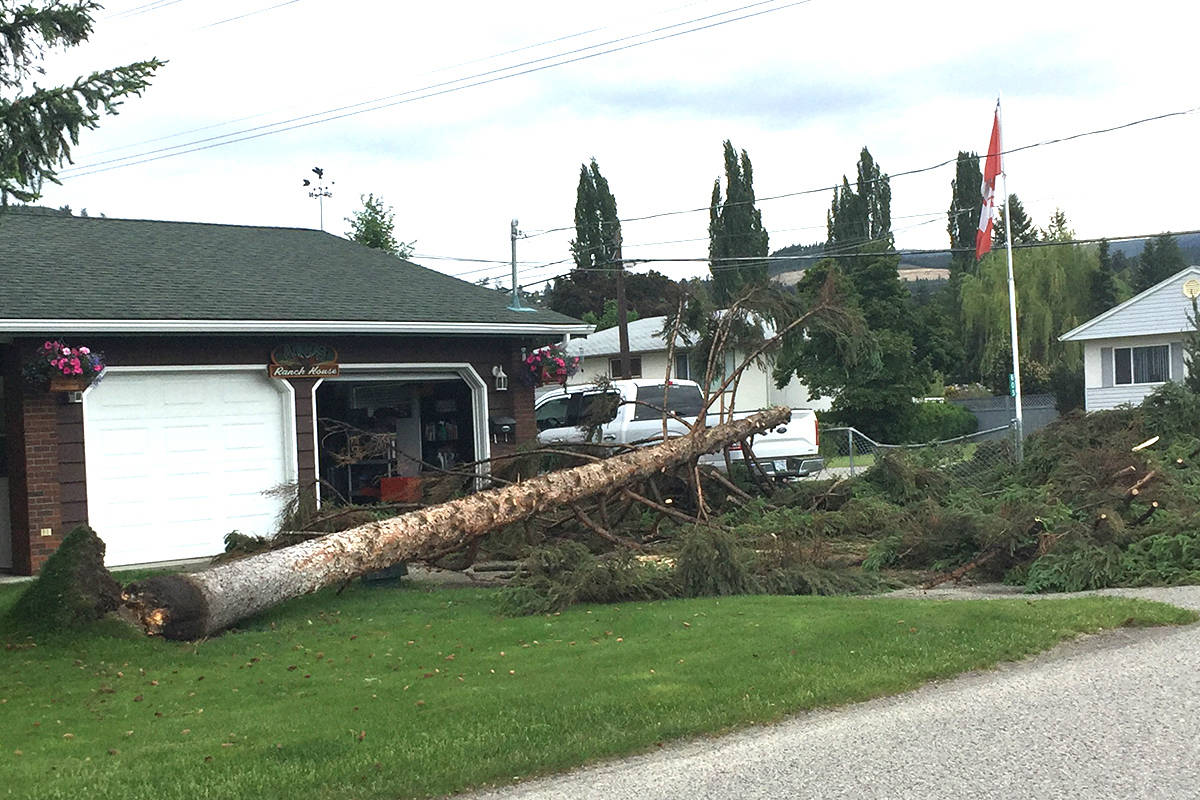 web1_170524-KCN-tree-down2