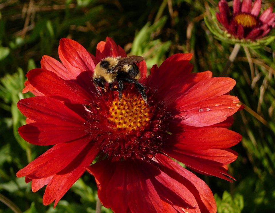 web1_170621-KCN-Steele_1