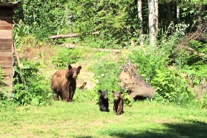 web1_170630-SAA-Momma-and-baby-bears