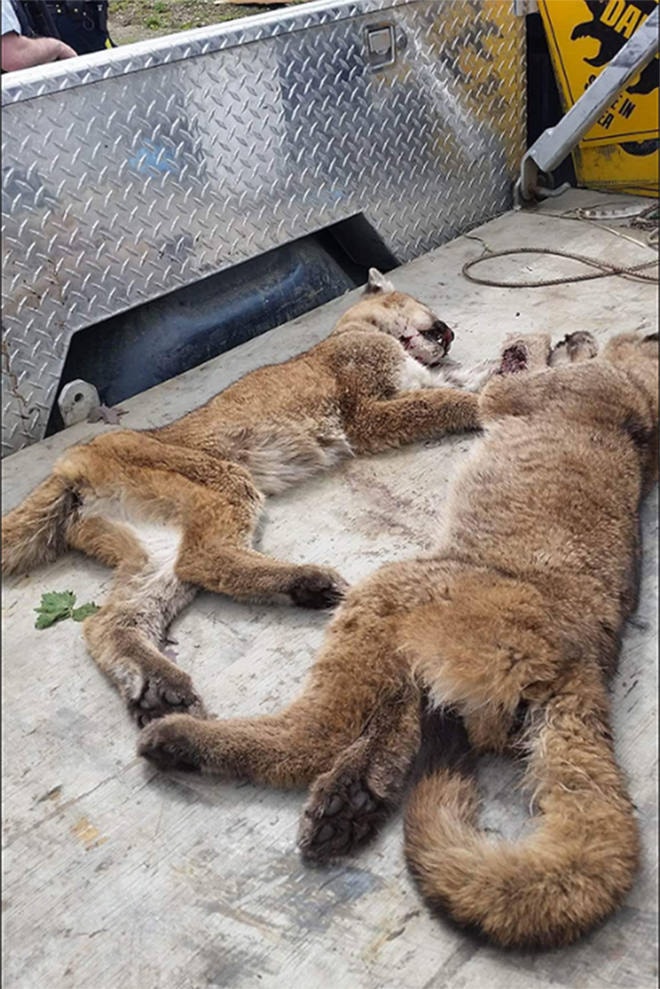 7686475_web1_Cougars_killed_Port_Hardy