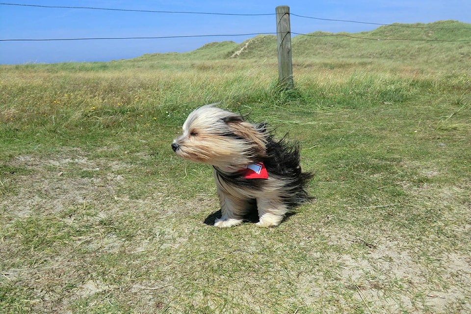 7724440_web1_170715-KCN-windy-dog