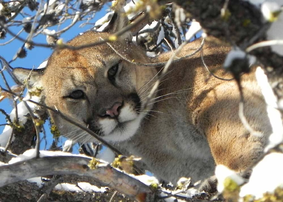 8630067_web1_Cougar-WildsafeBc