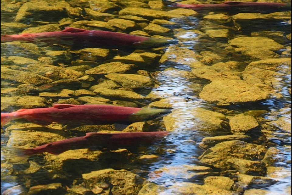 8645138_web1_170825-LDN-M-Spawning-Sockeye-Nadina-river