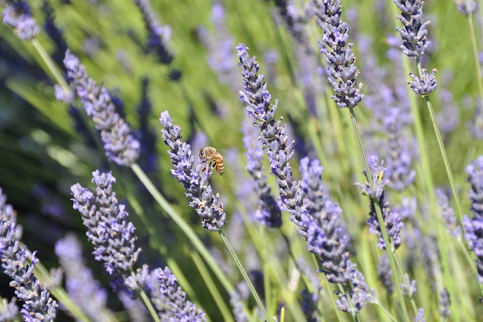 8696096_web1_170927-KCN-lavender_bee