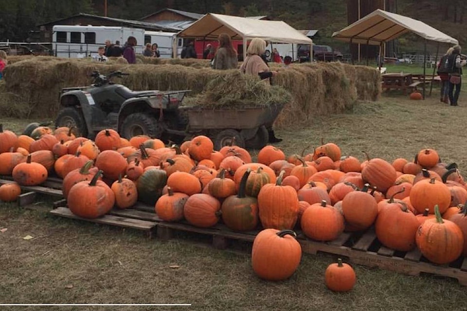 8710480_web1_pumpkinpatch