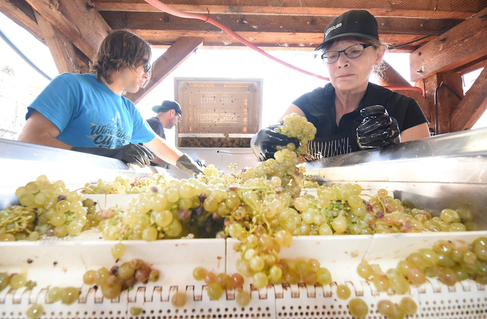 8777436_web1_171004-PWN-grape-harvest-07