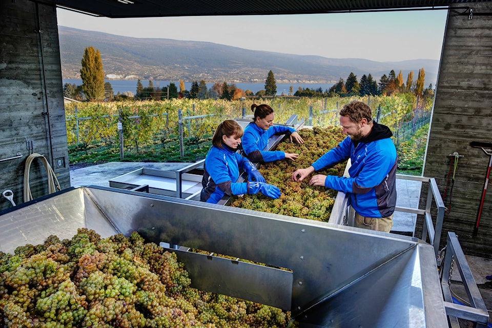 9112968_web1_Canadian-Grapes-Being-Sorted-credit-Lionel-Trudel