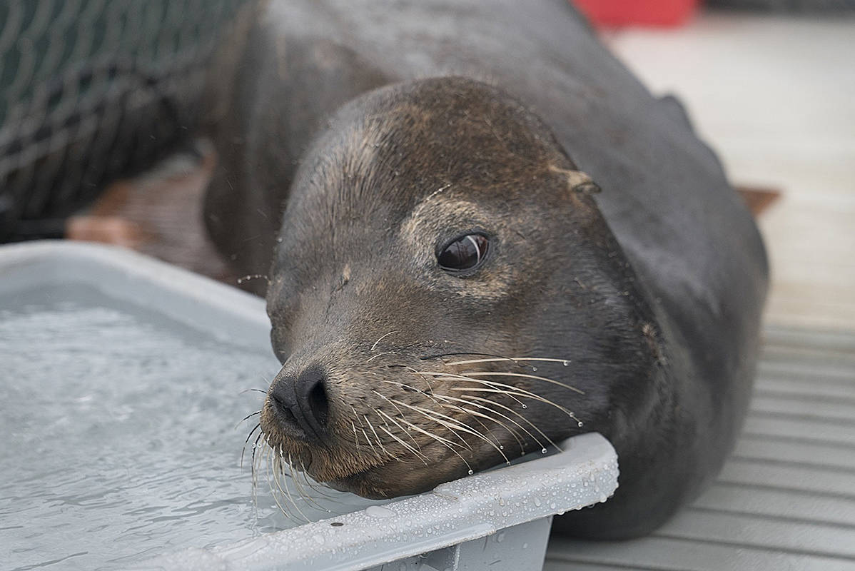 9144765_web1_Rescued-sea-lion