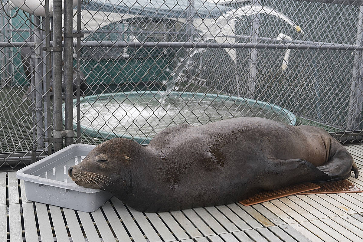 9144765_web1_rescued-sea-lion-wide-shot