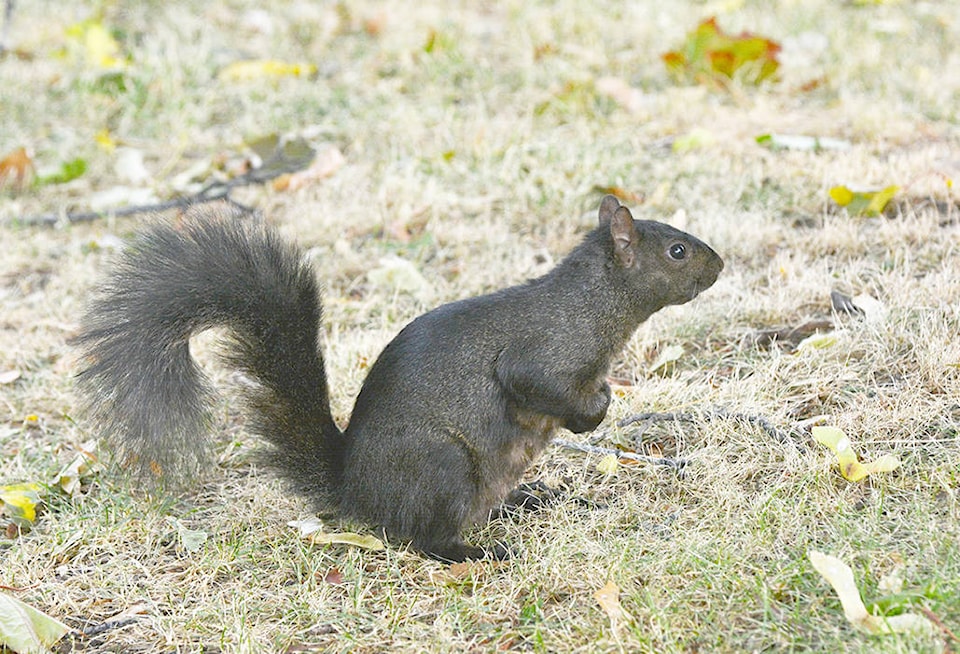 9151911_web1_squirrel