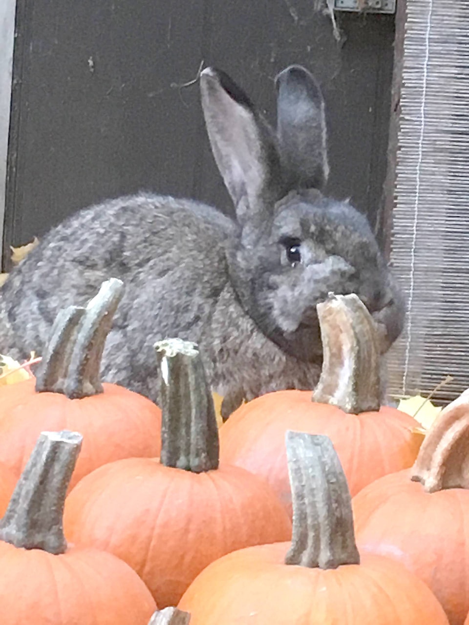 9197678_web1_171101-KCN-bunny-pumpkins